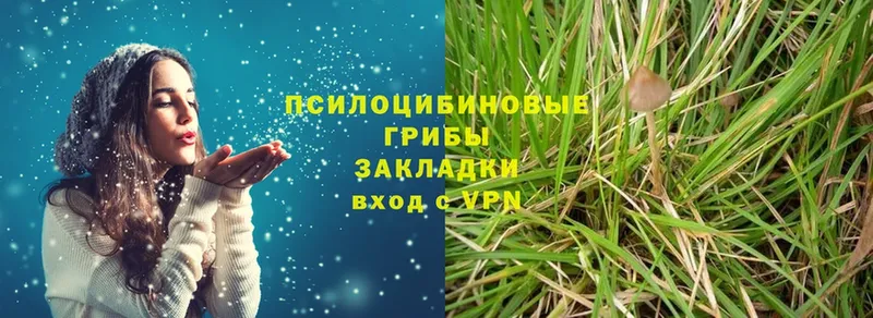 Псилоцибиновые грибы Psilocybine cubensis  Вельск 